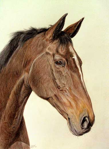 Portrait questre du cheval brun KHEOPS